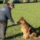 How to teach a dog the commands fu and not?