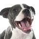 How to determine the age of a dog by its teeth?