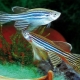 How to distinguish a female zebrafish from a male?