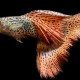 How to distinguish a female from a male guppy?