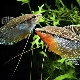 How to tell a female gourami from a male?