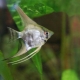How to distinguish a female angelfish from a male?