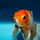 How to tell a female goldfish from a male?