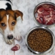 How to transfer a dog to dry food?