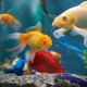 How to choose names for fish?