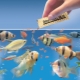How to properly feed dry food to fish in an aquarium?