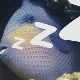 How do fish sleep in an aquarium?