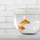 How to care for goldfish in a round aquarium?