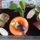 How to choose and equip a snail terrarium?