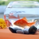 What kind of fish and how long can live without oxygen and a filter?