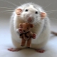Which celebrities were born in the Year of the Rat?