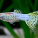 What should be the water temperature for guppies in the aquarium and how to maintain it?
