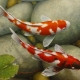 Koi carps: types and recommendations for keeping