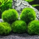Cladophora: how does it reproduce and how to get rid of it in the aquarium?