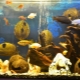 Coconut in an aquarium: how to make a house for fish with your own hands?