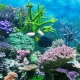 Corals for the aquarium: types and uses