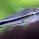 Corridor pygmy: content, breeding and compatibility