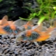 Corridoras Venezuela: catfish breeding and keeping