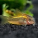 Golden corridor: breeding, maintenance and care