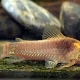 Corridors: species, maintenance, feeding and breeding