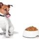 Jack Russell Terrier food: a review of producers and selection criteria