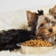Small breed dog food: types and selection criteria