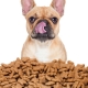 Food for old dogs: what are they and how to choose the right one?