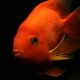 Red parrot: description of fish, rules of keeping and breeding
