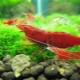 Cherry shrimp: description and content in the aquarium