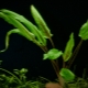 Cryptocoryne: varieties, care and reproduction