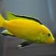 Labidochromis yellow: features, content and compatibility with other fish