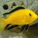 Labidochromis: popular types and tips for keeping