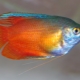 Labyrinth fish: what are they and how to care for them?