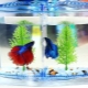 Mini-aquariums: how to equip and what kind of fish to get?