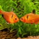 Minors: description, content, breeding and compatibility