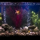 Is it possible to turn off the compressor in the aquarium at night?