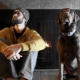 Dog man: characteristics and compatibility