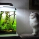 Nano aquariums: varieties, selection and design