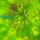 Nayas: characteristics, varieties, maintenance and breeding
