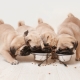 The norm of dry food for puppies: calculation table, frequency rate and feeding rules