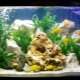 Aquarium inhabitants: types and tips for choosing