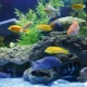 Review of popular large aquarium fish