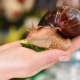 Review of popular species and subspecies of Achatina