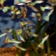 Guppy species overview
