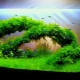 Aquarium decoration: beautiful DIY design