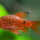 Fire barb: description, types, content and breeding