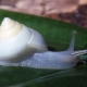 Description and content of Achatina albinos