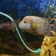 Description of the species of predatory aquarium fish and their content