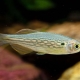 Basic rules for breeding zebrafish