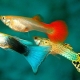 Features of guppy breeding